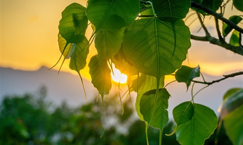 Nguồn gốc và ý nghĩa của cây Bồ đề