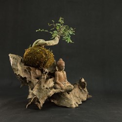 Tượng Phật An Tọa